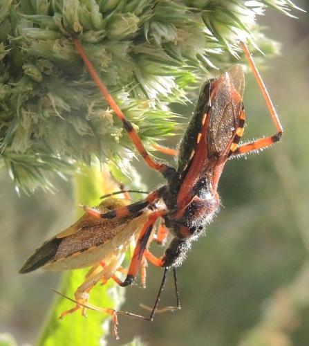 Réf. 317 761 : Rhynocoris sp.